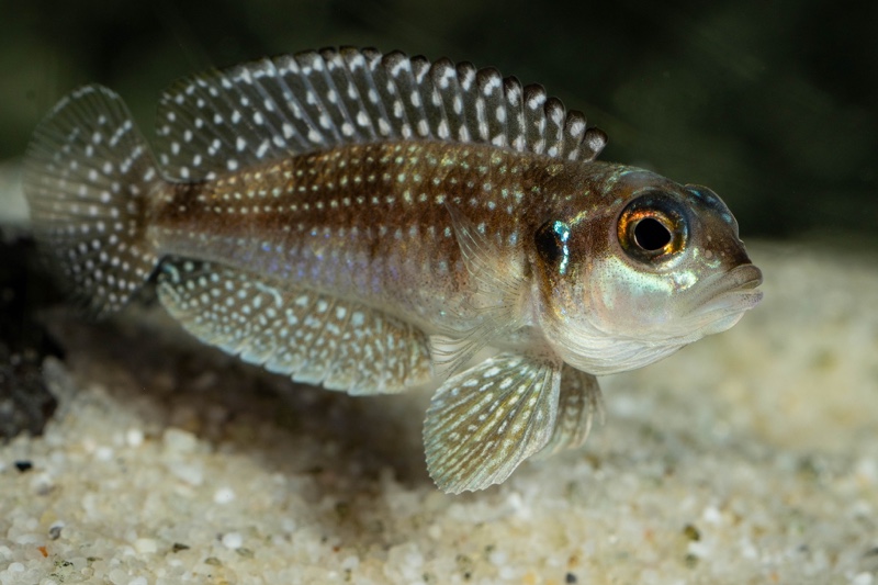 Lamprologus meleagris 'Moba'
